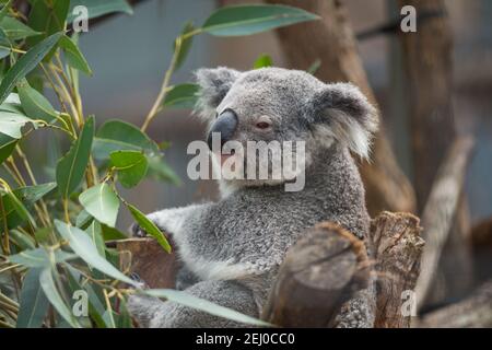 Koalas at the Koala Hospital in Port Macquarie, New South Wales, Australia. Stock Photo
