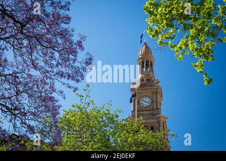The Town Hall clock tower and Jacaranda mimosifolia tree (jacaranda, blue jacaranda, black poui, or fern tree), Sydney, New South Wales, Australia. Stock Photo