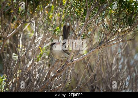 Superb fairy wren (Malurus cyaneus), Marks Park, Mackenzies Point, Sydney, New South Wales, Australia. Stock Photo