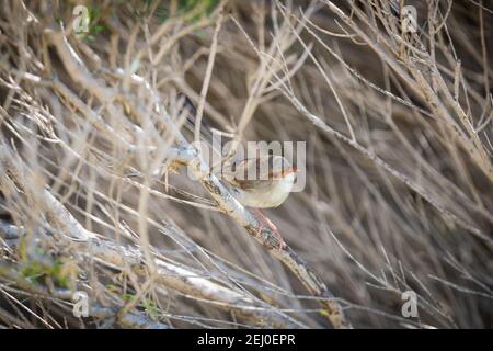 Superb fairy wren (Malurus cyaneus), Marks Park, Mackenzies Point, Sydney, New South Wales, Australia. Stock Photo