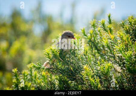 Superb fairy wren (Malurus cyaneus), Marks Park, Mackenzies Point, Sydney, New South Wales, Australia. Stock Photo