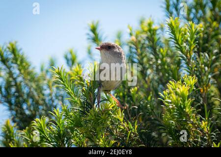 Superb fairy wren (Malurus cyaneus), Marks Park, Mackenzies Point, Sydney, New South Wales, Australia. Stock Photo