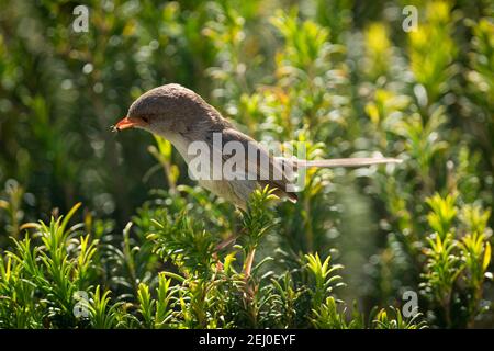 Superb fairy wren (Malurus cyaneus), Marks Park, Mackenzies Point, Sydney, New South Wales, Australia. Stock Photo