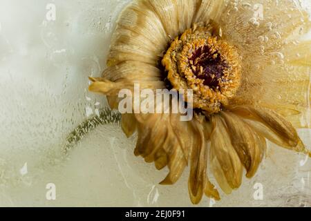 WA19254-00...WASHINGTON -  Gerbera in frozen water photographed with a Lensbaby Velvet 85. Stock Photo