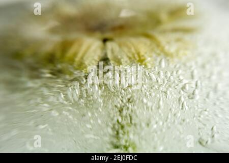 WA19256-00...WASHINGTON -  Gerbera in frozen water photographed with a Lensbaby Velvet 85. Stock Photo
