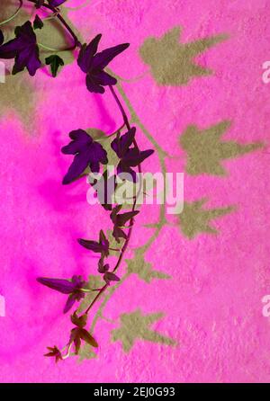 Ivy illuminated by red-blue plant growing light and its shadow on stone wall. Stock Photo