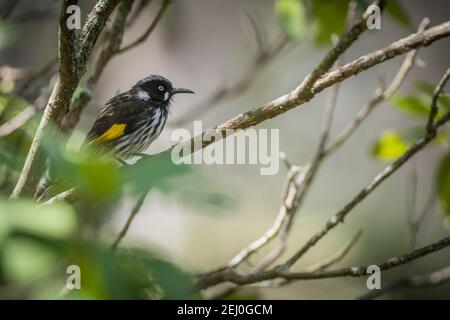 New Holland Honey Eater (Phylidonyris novahollandiae), Blackheath, Blue Mountains, New South Wales, Australia. Stock Photo