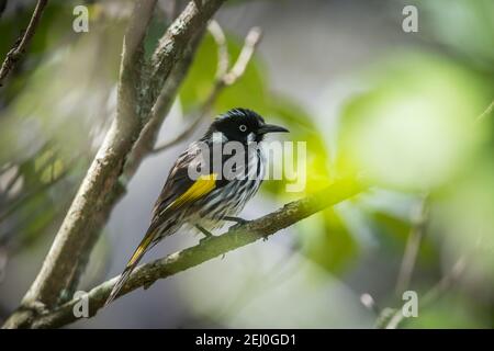 New Holland Honey Eater (Phylidonyris novahollandiae), Blackheath, Blue Mountains, New South Wales, Australia. Stock Photo