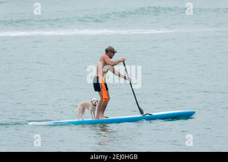 A stand-up paddleboarder with their dog in Husksisson, New South Wales, Australia. Stock Photo