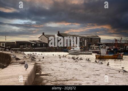 Seagulls gather in the foreground of Cobb Harbour, Lyme Regis, Dorset, set against a dramatic sky and with snow on the ground, with copy space Stock Photo