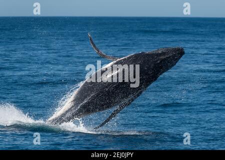 Humpback whale watching, Merimbula Bay, New South Wales, Australia. Stock Photo
