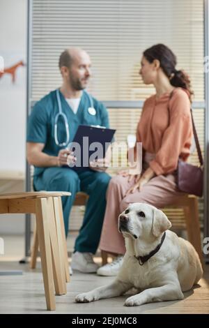 Vertical full length portrait of white Labrador dog waiting at vet clinic with young woman talking to veterinarian in background Stock Photo