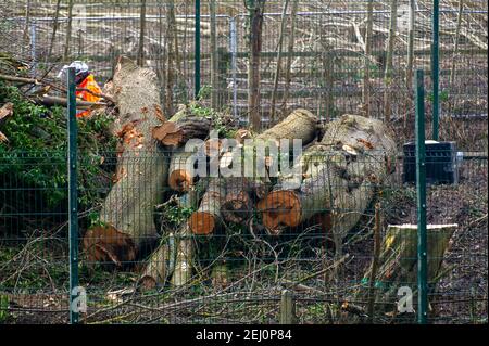 Aylesbury, Buckinghamshire, UK. 20th February, 2021. HS2 Ltd have taken over an area of woodland in Aylesbury this week and have been felling huge mature trees late at night and into the early hours in the beautiful Spinney woodland. HS2 have been unable to provide a copy of the Natural England Licence that they must have to allow this work to take place as bat roots are believed to be present in the woods. HS2 security guards are guarding the wood 24/7 and are also using vicious dogs to guard their nearby compound. The High Speed 2 railway link from London to Birmingham is carving a huge scar Stock Photo