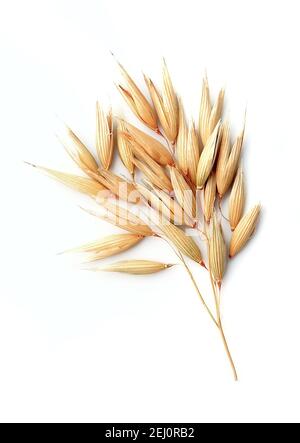 Oat plant isolated on white backgrounds. Stock Photo