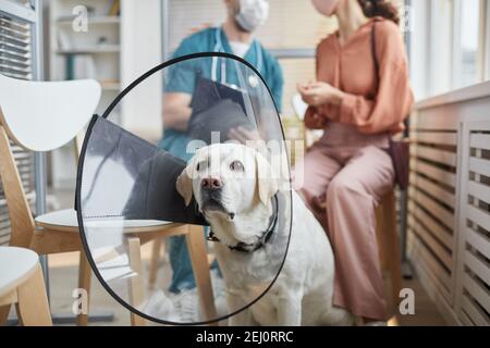 Portrait of white Labrador dog wearing protective collar while sitting in waiting room at vet clinic, copy space Stock Photo