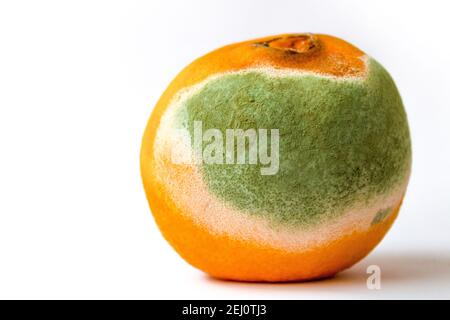 Rotten orange with mold on light background, Close Up. Ugly food consept expired fruit. Stock Photo