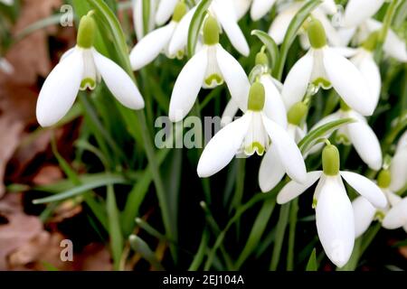 Galanthus elwesii Giant Snowdrop – pendent white bell-shaped flowers with moustache-like green marking,  February, England, UK Stock Photo