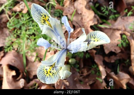 Iris reticulata ‘Katharine Hodgkin‘ dwarf Iris Katharine Hodgkin - pale blue iris, dark blue veins, yellow halo, yellow ribs,  February, England, UK Stock Photo