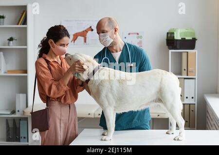Side view at white dog standing at examination table at vet clinic with young female doctor stroking him, copy space Stock Photo