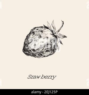 Wild Strawberry Hand Drawn Vector Illustration. Stock Vector