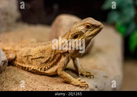 A close-up of a central bearded dragon (Pogona vitticeps) sitting on a sandy rock in captivity. Stock Photo
