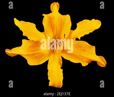 Orange flower of daylily, lat. Hemerocallis, isolated on black background Stock Photo