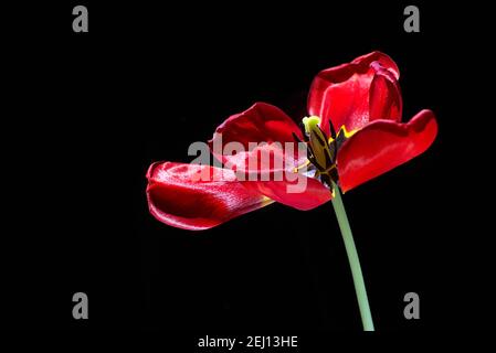 Very blooming red tulip on black background, macro, closeup Stock Photo