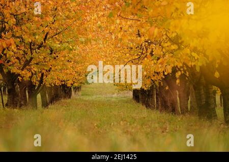 Alleyway in colorful cherry orchard during autumn season Stock Photo