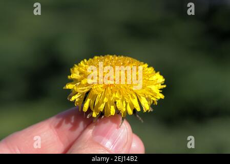 Yellow flower of dandelion in man hand, Taraxacum, green background Stock Photo