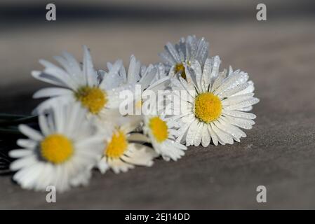 Flowers of daisies covered with water drops on grey blackground, shallow depth of field Stock Photo