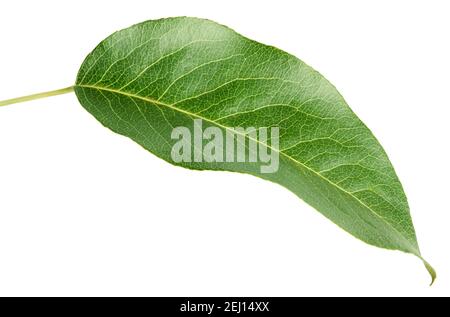 Green pear leaf isolated on white background Stock Photo