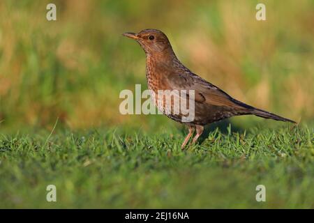 An adult female Common or Eurasian Blackbird (Turdus merula) feeding on a garden lawn in Suffolk, UK Stock Photo