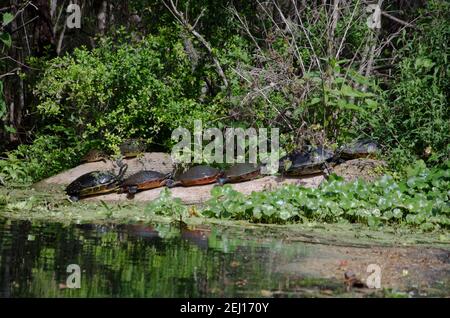 8 Cooter turtles sunning on logs in Silver Springs State Park, Florida, USA Stock Photo