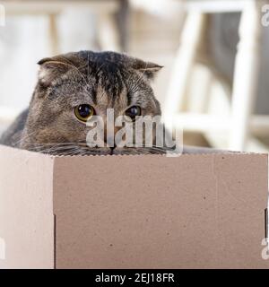 Scotch fold cat in a cardboard box on the living room floor. Stock Photo
