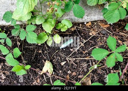 A used and discarded Nitrous Oxide canister lying on the ground amongst weeds Stock Photo