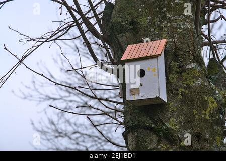 Beautiful small gray old wooden bird house on linden tree with red roof on winter day, Ballinteer, Dublin, Ireland Stock Photo