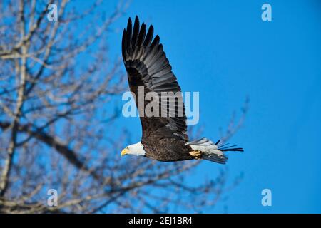 Bald eagle (Haliaeetus leucocephalus) in flight, Calgary, Carburn Park, Alberta, Canada