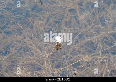 Ice crystals form on a single exposed pond weed. Stock Photo