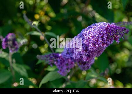 Purple flowers in a bush Stock Photo