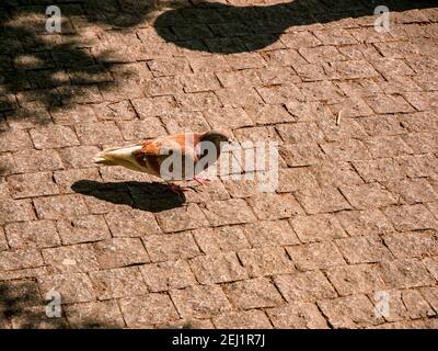 Brown-white pigeon on paving stones with paving stones with a twig in its beak. Stock Photo