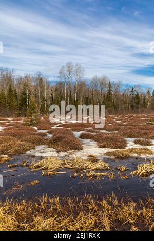 The transition from winter to spring in a wetland in northern Wisconsin. Stock Photo