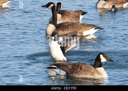 Goldeneye flapping and preening in flock of Canada Geese Stock Photo