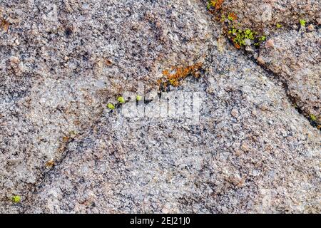 Detail of lichen growing on a rock in the Alabama Hills near Lone Pine in California, USA Stock Photo