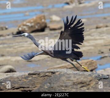 Stuning image of Australian White-faced Heron, Egretta novaehollandiae, in flight above coastal rocks at beach in Queensland Stock Photo