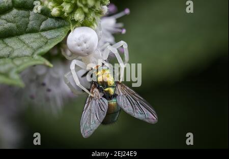White crab spider with green fly Stock Photo