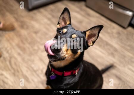 a black and tan dog with big ears licking her own nose with her tongue out Stock Photo