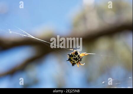 A Six Horned spider or Jewel Spider (Austracantha Minax) works its way across a strand of silk between 2 trees in Churchill National Park in Victoria. Stock Photo