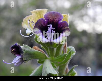 Hyoscyamus muticus, the Egyptian henbane, is a shrub in the family of Solanaceae that is native to desert areas of North Africa. It contains alkaloids Stock Photo
