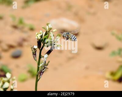 A small flying bee around an arugula flower , consuming the nectar of a flower Stock Photo