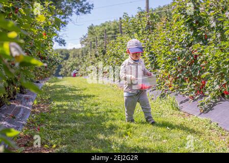 Child in the garden. One Asian boy walking with a basket of fruit. Self picking on a farm in a sunny day. Vevey, Switzerland. Red currant berries. Rib Stock Photo